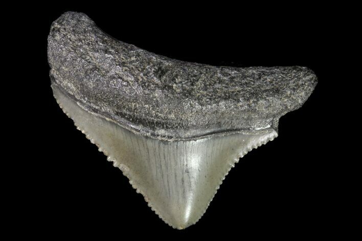 Serrated, Juvenile Megalodon Tooth - Georgia #75308
